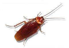 سوسک‌ها؛ مقصر پنهان آلرژی در خانه‌ها