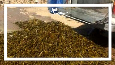 سرطان در دبه‌های خیارشور فله‌ای