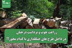 زراعت چوب و برداشت درختان در داخل طرح های جنگلداری با کدام مجوز؟!