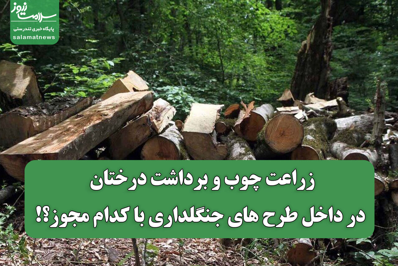 زراعت چوب و برداشت درختان در داخل طرح های جنگلداری با کدام مجوز؟!