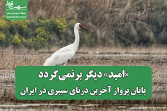 «امید» دیگر برنمی‌گردد/ پایان پرواز آخرین درنای سیبری در ایران