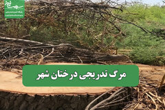 مرگ تدریجی درختان شهر