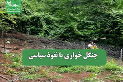 جنگل خواری با نفوذ سیاسی