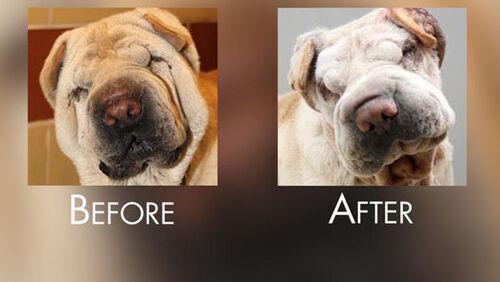 جراحی‌های زیبایی حیوانات خانگی؛ از مد فانتزی تا حیوان‌آزاری لوکس