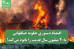 اقتصاد دستوری چگونه جنگلهایی با۴۰ میلیون سال قدمت را نابود می‌کند!