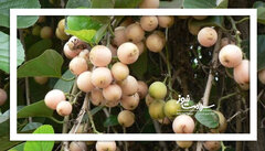 بهبود آنفولانزا با یک خوراکی ساده