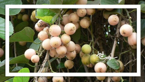 بهبود آنفولانزا با یک خوراکی ساده