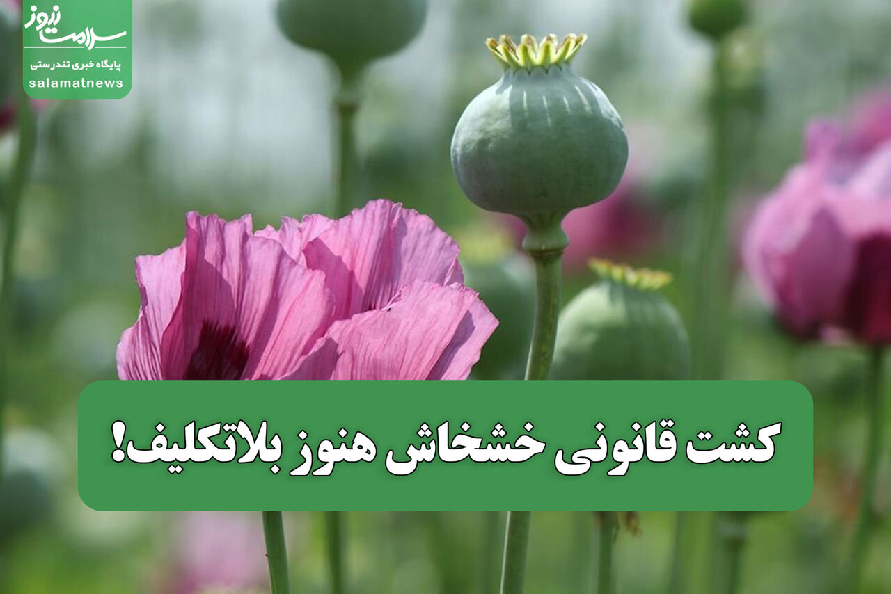 کشت قانونی خشخاش هنوز بلاتکلیف!