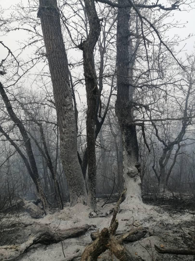 چرا به عنوان نماینده، فریاد جنگلبانان و محیط بانان برای تنقیح قوانین را نشنیدید؟/ برای تجهیزات اطفای آتش جنگل، چه قدمی برداشتید!