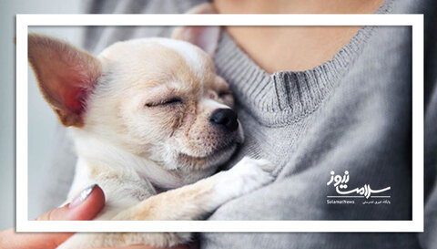 حیوان خانگی درمانگر خلاء عاطفی یا مخرب سلامت روان؟