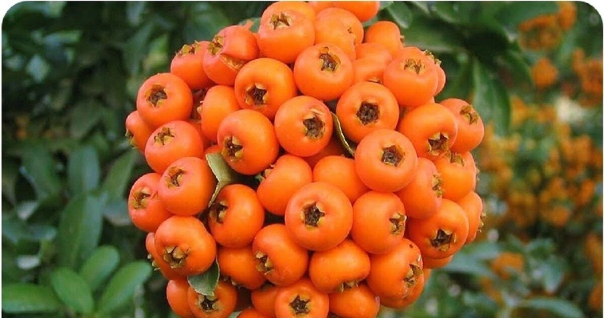 زالزالک؛ میوه‌ای کوچک با خواص شگفت‌انگیز برای قلب و آرامش روان