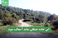 این جاده جنگلی نباید آسفالت شود