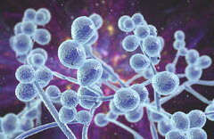 شیوع یک قارچ کشنده مقاوم در برابر دارو در ۶۱ کشور