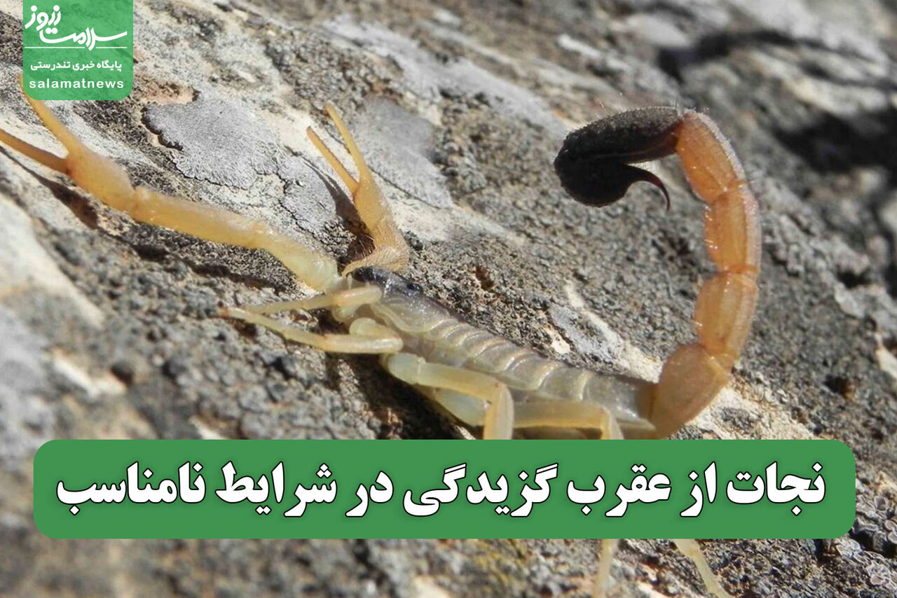نجات از عقرب گزیدگی در شرایط نامناسب نجات از عقرب گزیدگی در شرایط نامناسب