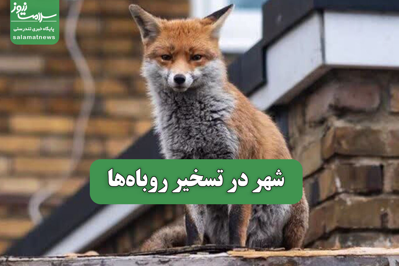 شهر در تسخیر روباه‌ها
