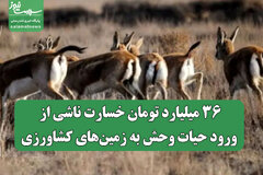 ۳۶ میلیارد تومان خسارت ناشی از ورود حیات وحش به زمین‌های کشاورزی