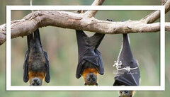 ویروسی که از خفاش به انسان می‌رسد