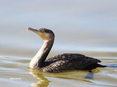مرگ خاموش "باکلان" ها در سواحل خزر