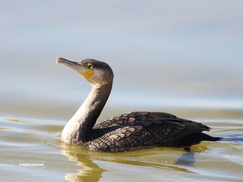 مرگ خاموش "باکلان" ها در سواحل خزر