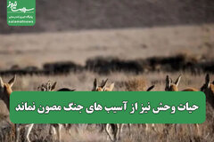 حیات وحش نیز از آسیب های جنگ مصون نماند