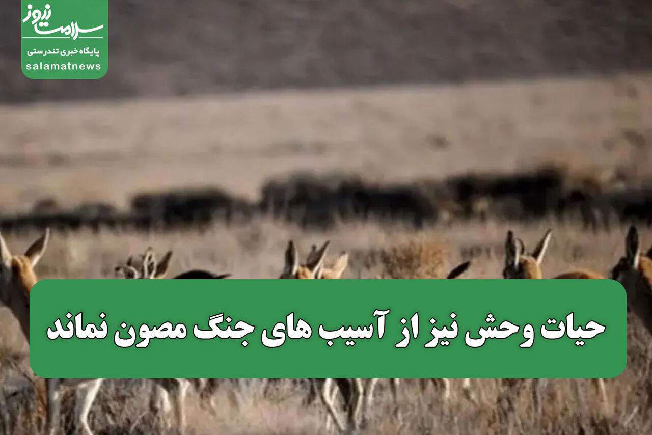 حیات وحش نیز از آسیب های جنگ مصون نماند