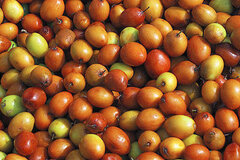 فواید کُنار برای آرام کردن قلب