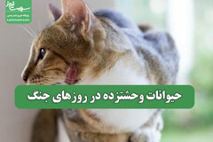 حیوانات وحشتزده در روزهای جنگ