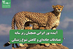 آینده یوز ایرانی همچنان زیر سایه تصادفات جاده‌ای و کاهش تنوع ژنتیکی