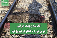 تلف شدن پلنگ ایرانی در برخورد با قطار در فیروزکوه