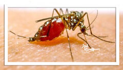 چرا مالاریا در کشور شایع شده است؟