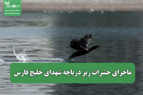 ماجرای حشرات ریز دریاچه شهدای خلیج فارس