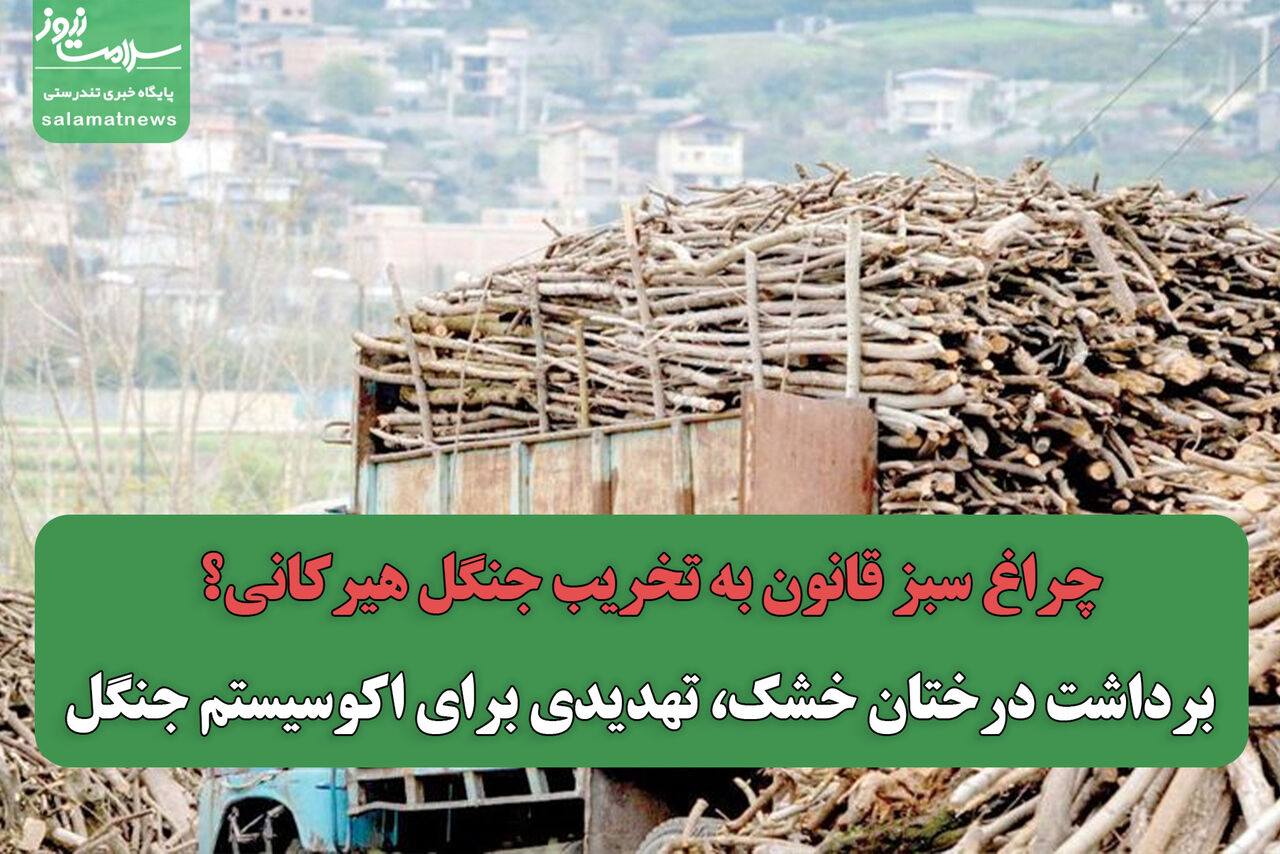 چراغ سبز قانون به تخریب جنگل هیرکانی؟ / برداشت درختان خشک، تهدیدی برای اکوسیستم جنگل