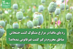 رد پای مافیا در مزارع مشکوک کشت خشخاش / مناطق محروم درگیر کشت غیرقانونی شده‌اند؟