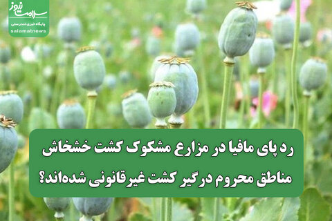 رد پای مافیا در مزارع مشکوک کشت خشخاش / مناطق محروم درگیر کشت غیرقانونی شده‌اند؟