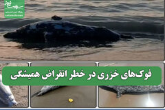 فوک‌های خزری در خطر انقراض همیشگی