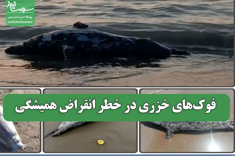 فوک‌های خزری در خطر انقراض همیشگی