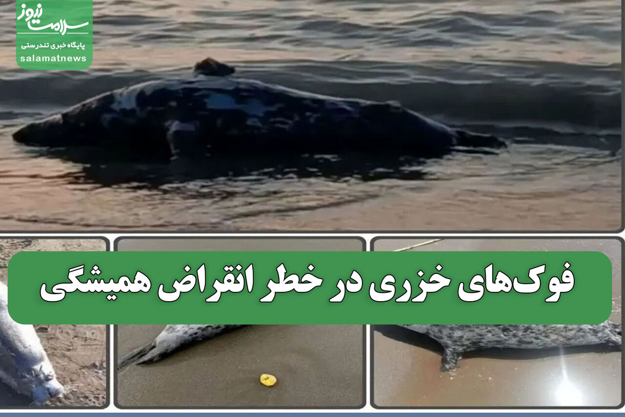 فوکهای خزری در خطر انقراض همیشگی فوکهای خزری در خطر انقراض همیشگی