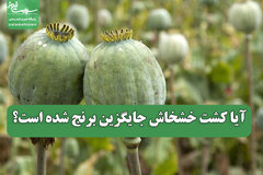 آیا کشت خشخاش جایگزین برنج شده است؟