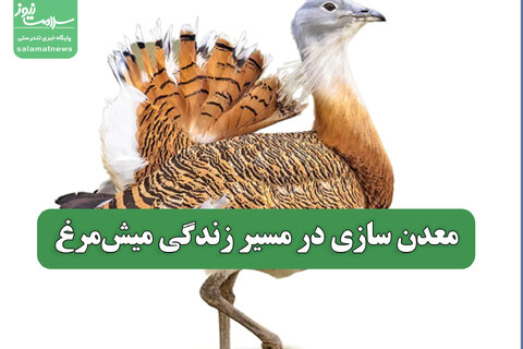 معدن سازی در مسیر زندگی میش‌مرغ