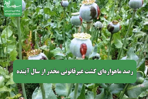 رصد ماهواره‌ای کشت غیرقانونی مخدر از سال آینده