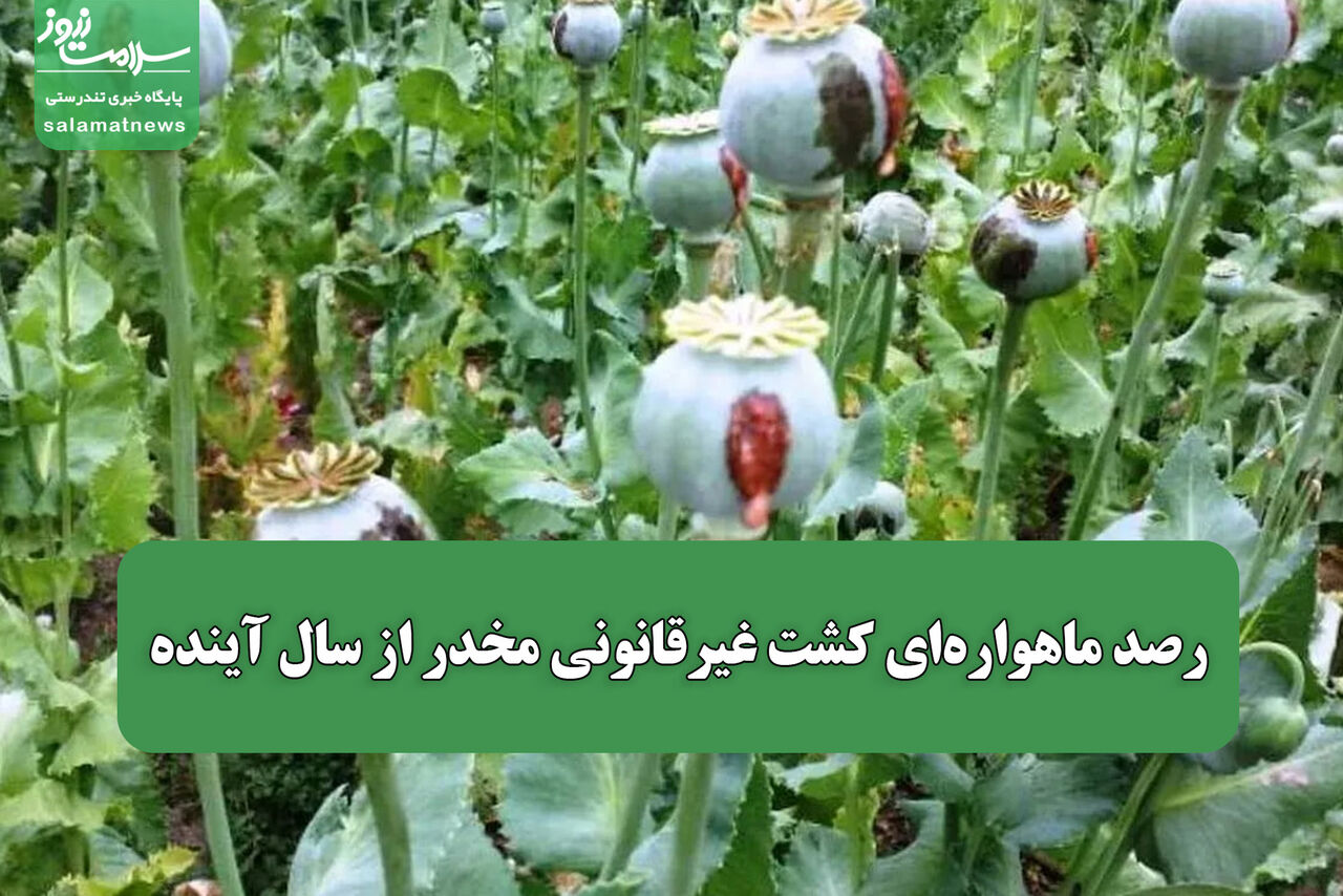 رصد ماهواره‌ای کشت غیرقانونی مخدر از سال آینده
