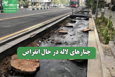 چنارهای لاله در حال انقراض