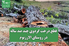قطع درخت گردوی چند صد ساله در روستای الارزبوم