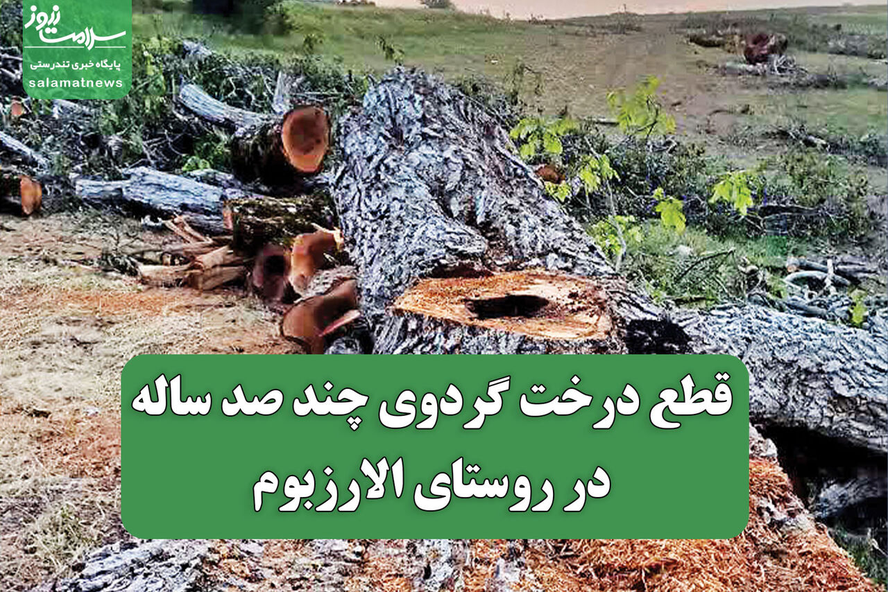  قطع درخت گردوی چند صد ساله در روستای الارزبوم