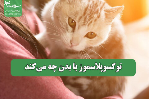 توکسوپلاسموز با بدن چه می‌کند