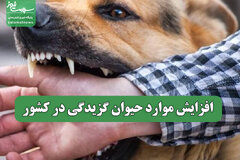 افزایش موارد حیوان گزیدگی در کشور