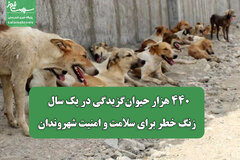 ۴۴۰ هزار حیوان‌گزیدگی در یک سال / زنگ خطر برای سلامت و امنیت شهروندان