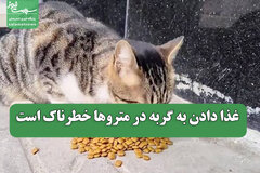 غذا دادن به گربه در متروها خطرناک است