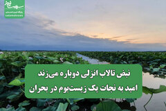 نبض تالاب انزلی دوباره می‌زند/ امید به نجات یک زیست‌بوم در بحران