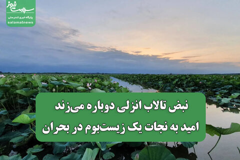 نبض تالاب انزلی دوباره می‌زند/ امید به نجات یک زیست‌بوم در بحران
